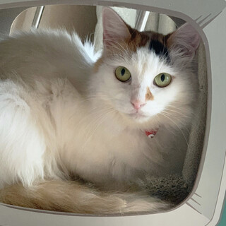 【8/27東銀座】あられちゃん7歳~8歳♪