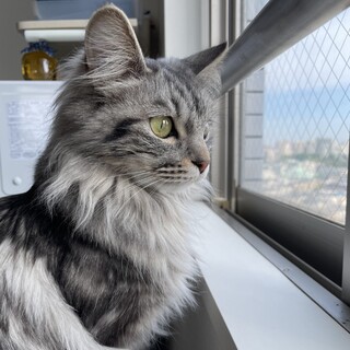 【お見合い随時】マイペースな長毛美猫ウニ