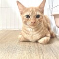 血統書付マンチカン4ヶ月男の子