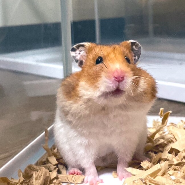 ゆゆゆゆゆいのカバー写真