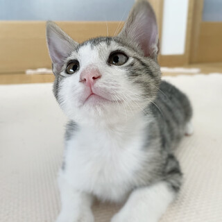 超甘えん坊♡鼻がピンクで可愛いです！