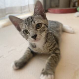 甘えん坊の男の子♡お腹と手足は白色です！