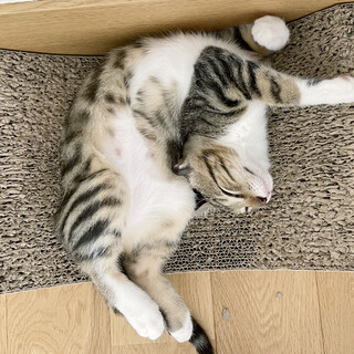 トラ柄？アメショーみたいな模様です！