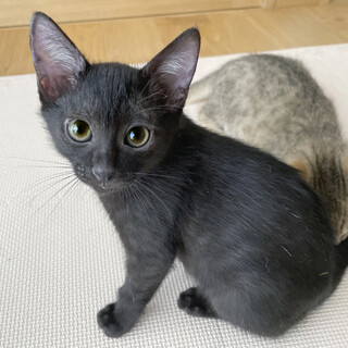 超甘えん坊の女の子♡お腹の上で寝ます！