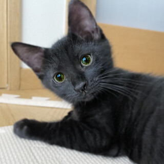 おっとりで甘えん坊の黒猫男子！