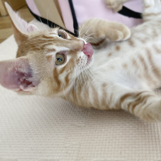 甘えん坊の茶トラ男子！