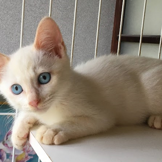 募集停止　シャム系男子☆　ソルくん