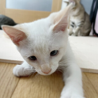 とにかく人が好き！寝る時もべったりです！