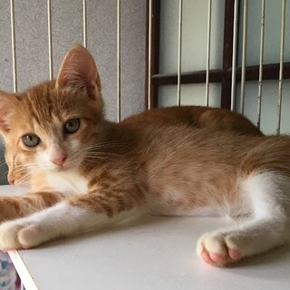 ☆人気の茶白♡イケメン系男子　ライチくん☆