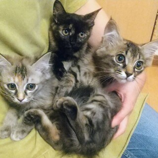 【急募】ふわふわ可愛い三兄弟❤️
