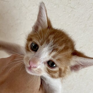 茶白坊や1か月。手のひらサイズで、犬猫と仲良し。