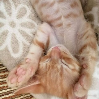 激かわ。ちゃとらこねこ♂