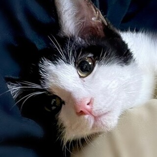 【急募】ハチワレ子猫‪‪❤︎‬甘えん坊男子