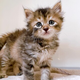 家族が出来ました！ソニーちゃん♡