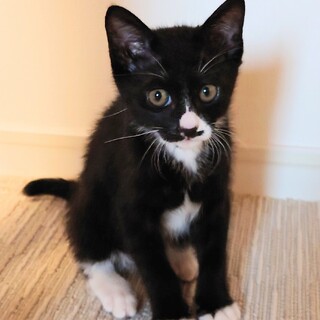 黒白子猫の里親募集（生後2ヶ月、女の子）