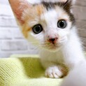 家族が出来ました！twoちゃん♡