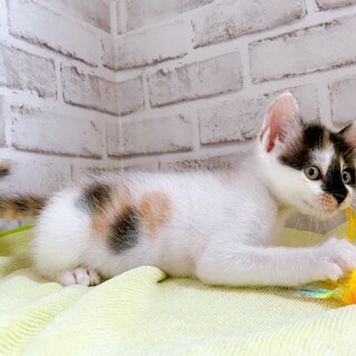 家族が出来ました！threeちゃん♡