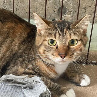 クリクリ目が可愛い【あられ】ちゃん