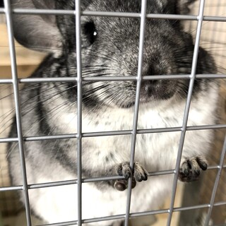【チンチラ】可愛がってくださる方