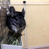 【チンチラ】可愛がってくださる方 サムネイル2