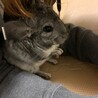 【チンチラ】可愛がってくださる方 サムネイル3