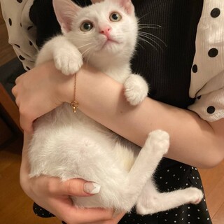 白猫3兄弟♪ミル