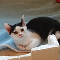 メルちゃんライくん^_^兄弟緊急里親募集中！！