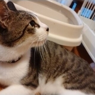 わさびくん♂５歳★人懐っこくお利口な子です