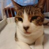 わさびくん♂５歳★人懐っこくお利口な子です サムネイル4