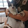わさびくん♂５歳★人懐っこくお利口な子です サムネイル2