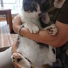 わさびくん♂５歳★人懐っこくお利口な子です サムネイル5