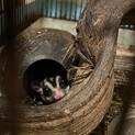 フクロモモンガ　オス　里親募集します。