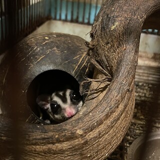 フクロモモンガ　オス　里親募集します。
