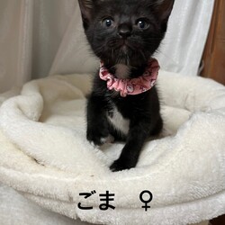 第170回　にゃん☆ぴーす猫譲渡会