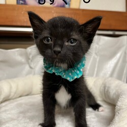 第170回　にゃん☆ぴーす猫譲渡会 サムネイル2