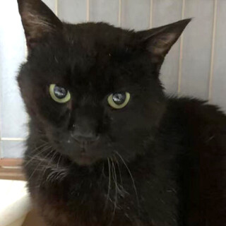 食欲が猫一倍な【坊ちゃん】