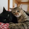 じゃいぶ