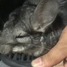 【チンチラ】可愛がってくださる方 サムネイル5