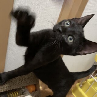 マイペースくろんぼくん