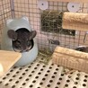 【チンチラ】可愛がってくださる方 サムネイル7
