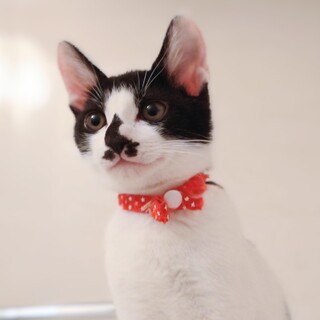 子猫の里親さんを探しています。