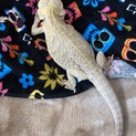 フトアゴヒゲトカゲ里親募集