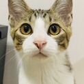 人も猫も大好き！元気＆超甘えん坊なボブテール君！