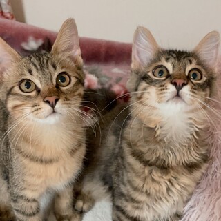【お見合い随時】長毛で甘えん坊美猫兄妹レオン&ソイ