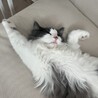 おやちゅみ