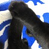 左前足 爪のように見える白い毛数本あります