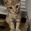 可愛い茶トラの子猫