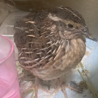 生後1ヶ月の並うずら1羽　飼育セットもお譲りします