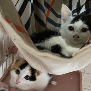 三毛猫と白黒の仲良い2姉妹♀♀