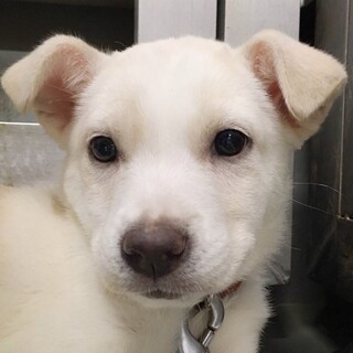 【相談中】おっとりマイペース しろばらちゃん